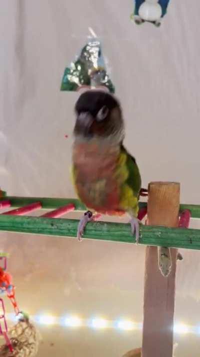 Party Parrots -Unedited Uncensored- 🦜