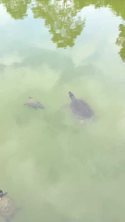 Is this a softshell turtle?