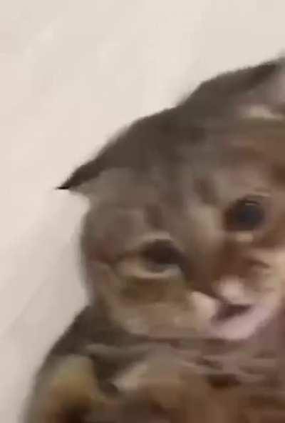 Because of his potbelly, he couldn't do a bite.