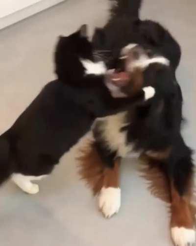 Hey, Doggo. [x-post from /r/CatTaps]