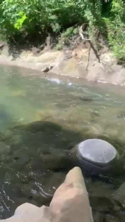 The speed of this merganser running on water