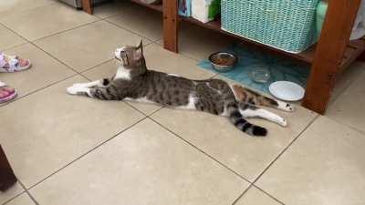 Simon lies down like a speed bump near his bowl and tells us politely to feed him more