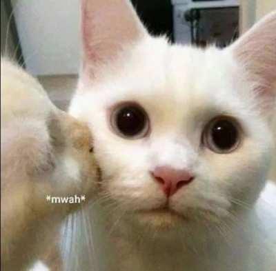 Send to your crush or something, they'll laugh