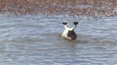 Hooded Grebe courtship dance