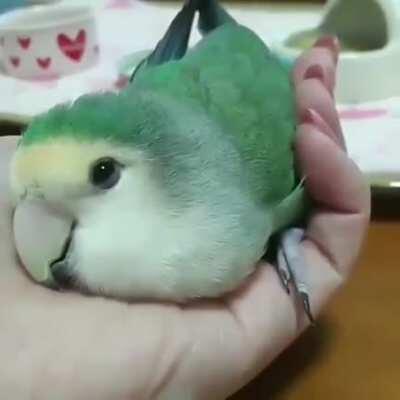 This little birdie getting sleepy