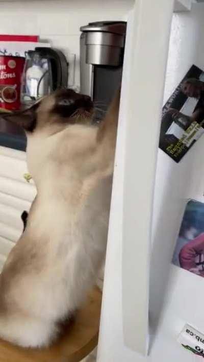 The “I know where the cat treats are and you are withholding them from me” yell.