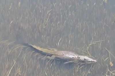 Monster saltwater croc towering over a bull shark, Ivanhoe Crossing in Kununurra