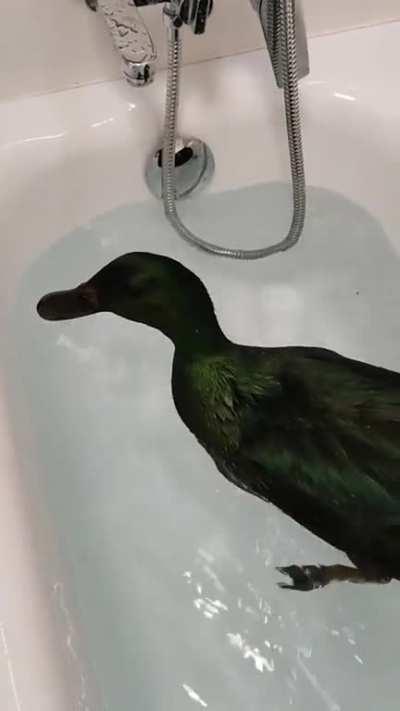 Polish duck 🦆