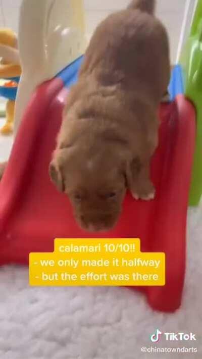 Puppy tiktok