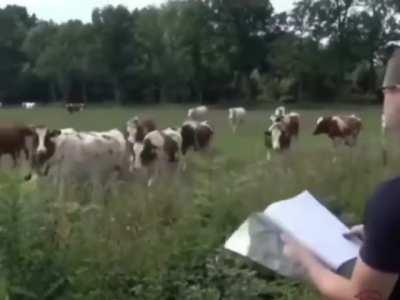 Help! The local Druid is seducing my cows