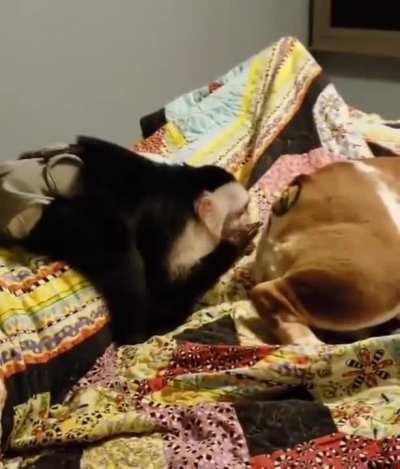 to relax peacefully on a bed with a baby monkey.