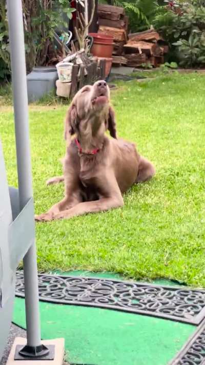 When you're munching on a carrot but an ambulance drives by