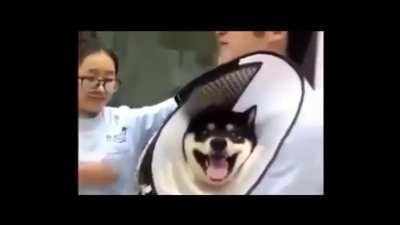 Dog being vaccinated (from r/WatchPeopleDieInside)