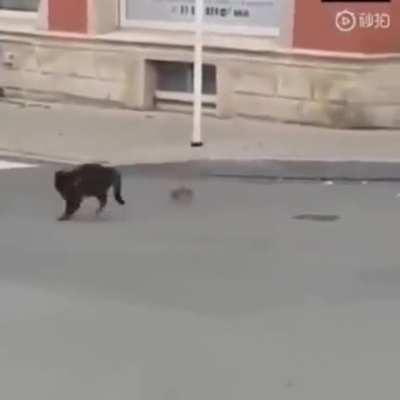 To catch a rat