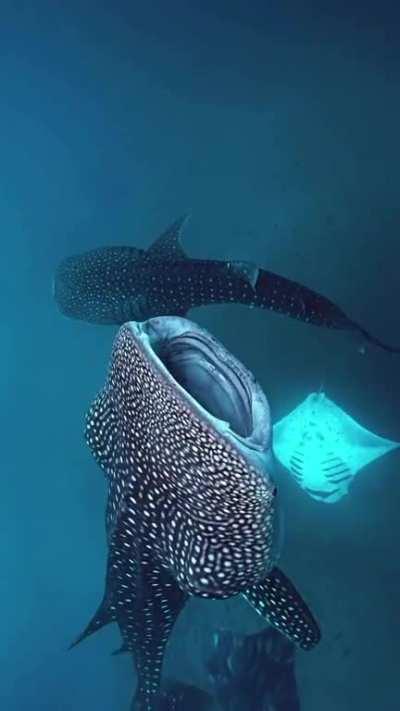 Whale sharks and manta rays gulping down plankton