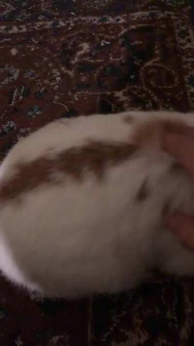 Pls help me figure out what kind of rabbit he is (btw his name is Momo (Japanese for peach)