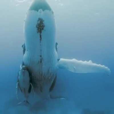 🔥 Mama Whale & Baby Whale together 🔥