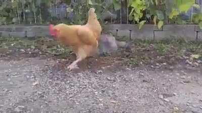 Chicken shows cat how to kill a mouse