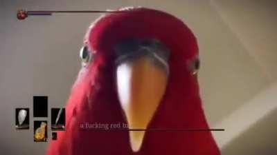 The Fucking Red Bird, Starer of souls