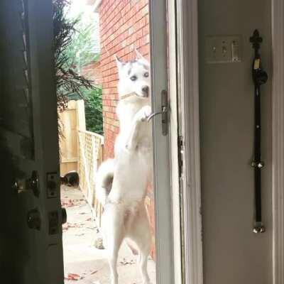 Who let the dogs in? This guy...