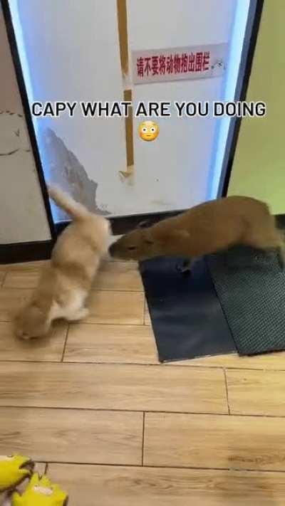 CAPY WHAT ARE YOU DOING 🤨