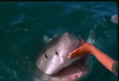 Petting a Great White Shark