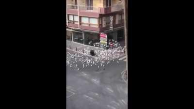 Eden's Verse: Iconoclasm