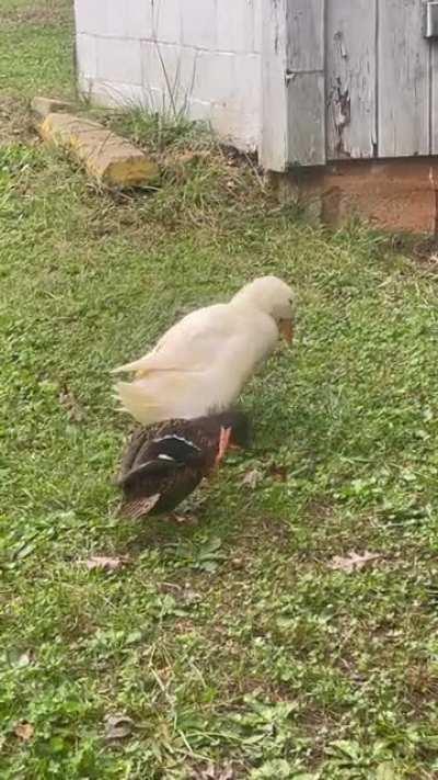 Mallard 🤎&🤍 Eleanor