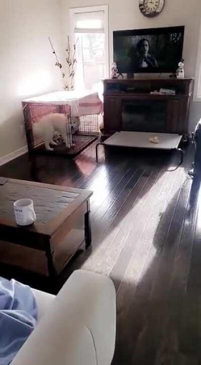 Mochi wants to show you where his crate is :)