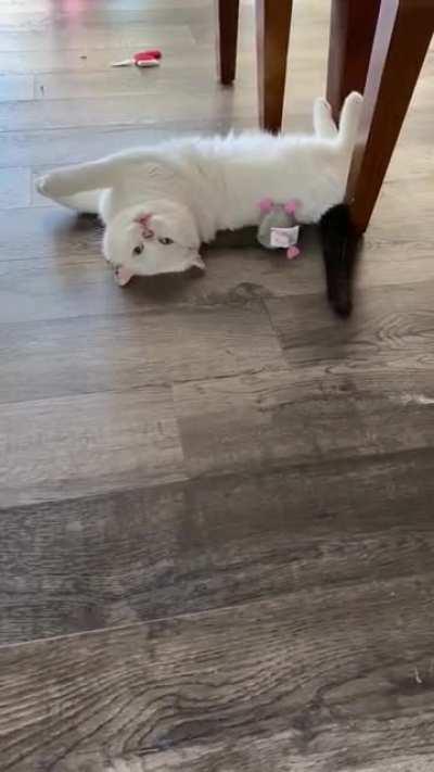 I’m so glad I spent $20 on this new mouse toy.