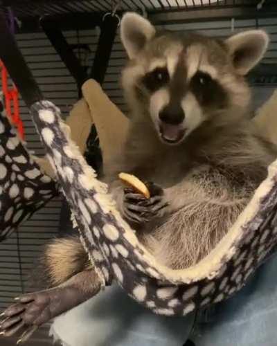 This juvenile raccoon seems to be enjoying the rehabilitation process at MoonShine Wildlife Rehab in Texas 🔈