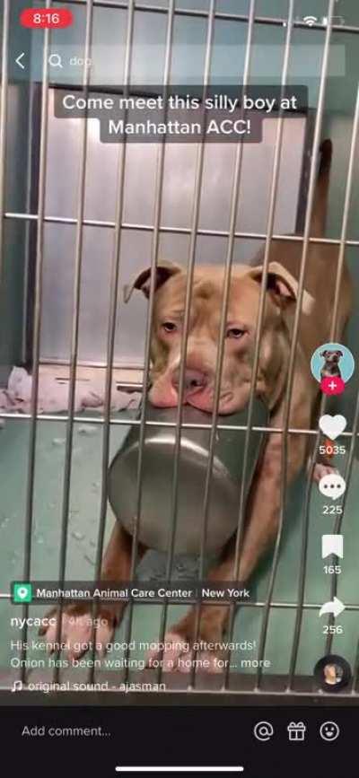 I swear to God, if this sweet boy doesn’t get a forever home, I will riot. Just look at him and his bowl😭
