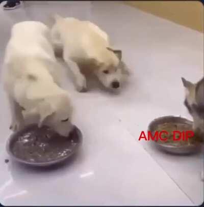 AMC 🚀 - 💎🖐🏼🦍. We love the dips..!