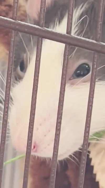 Rat boggling because of me eating chips?