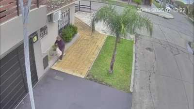 La ladrona de pinitos de Lomas de Zamora, tras la viralización del caso habría devuelto los ejemplares al dueño