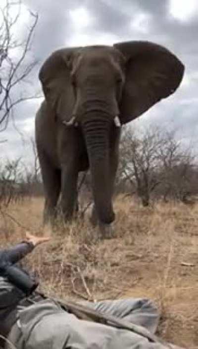 Elephant Encounter in the Wild
