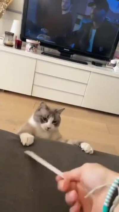 Cat just derping around