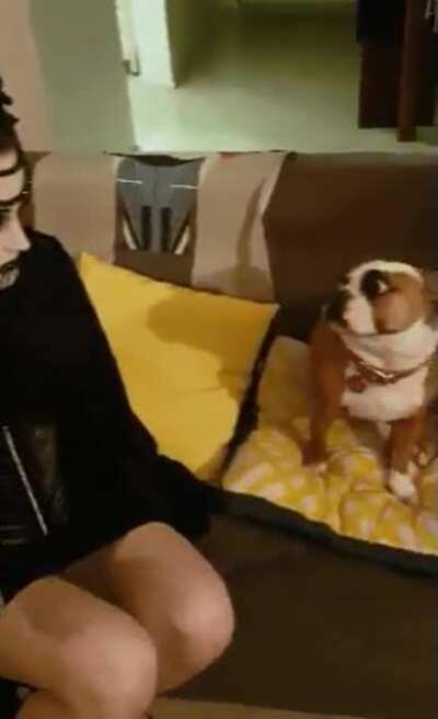 These virtual rituals have our pets like