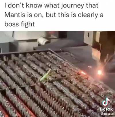 Sparks, The ignition of madness and Mantis, The everlasting green one