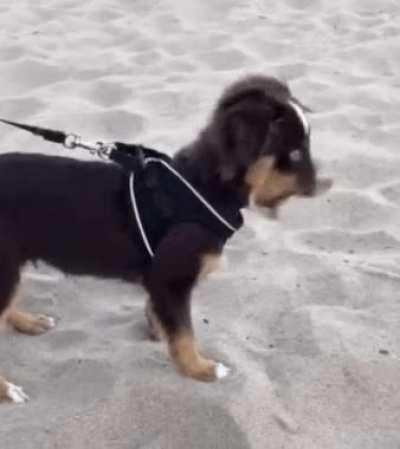 Dog instantly regrets eating sand