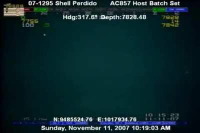 Bigfin Squid From an Oil Rig at depth of ~1.5 miles