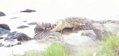 Zebra get face ripped off by crocodiles - Gonna leave a scar in the morning.