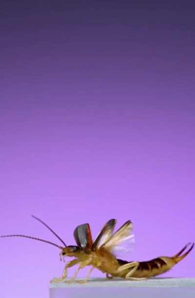 🔥 Earwig in flight. Despite their bad reputation they are mostly harmless to humans