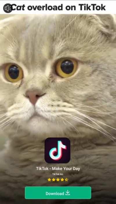 Part 3, i dislike cats and i hate these ads so much