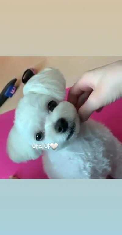 210227 Twicetagram Story Update - Dahyun showing off her dog Ari 