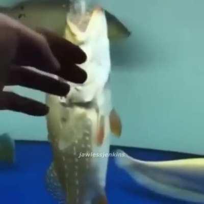 Ain’t no way boy😦