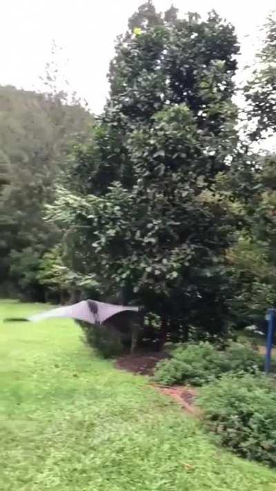 🔥 Large bat takes flight