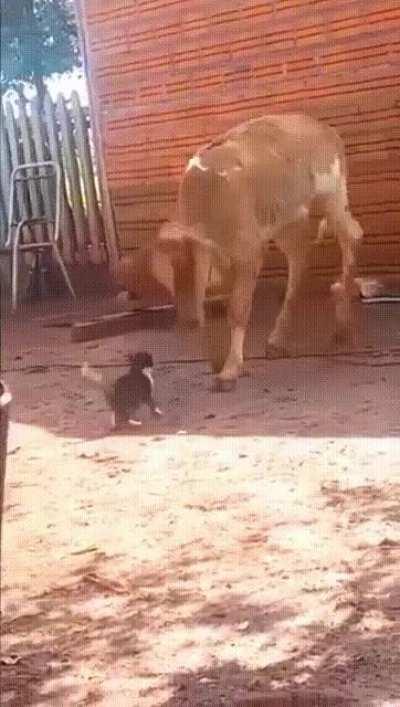 One punch of a serious cat