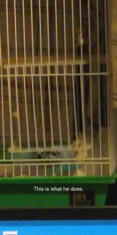 This is what he does... My budgie named Button adamantly telling me he is hungry.