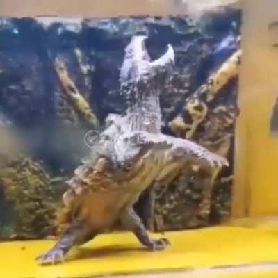 Коротко о том, почему черепаха - плохой охотник